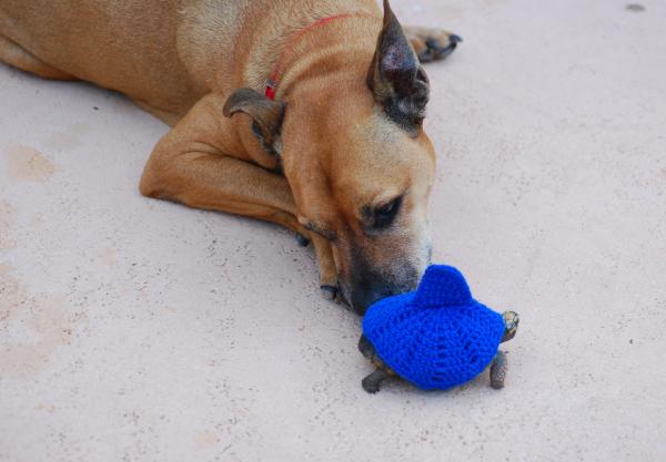 Red and Teddy 1 year and 4 months old  in his shark cozy, weighing 352 grams 9/28/14  608