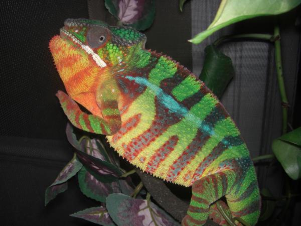 Red Bar from Cham. Co