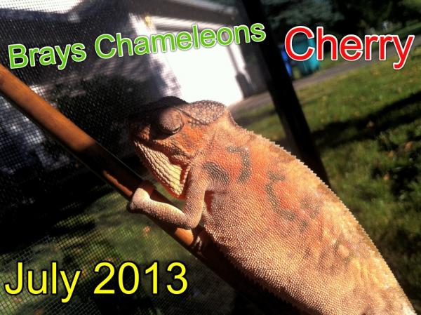 Red barred ambilobe from feugo at tree candy chameleons