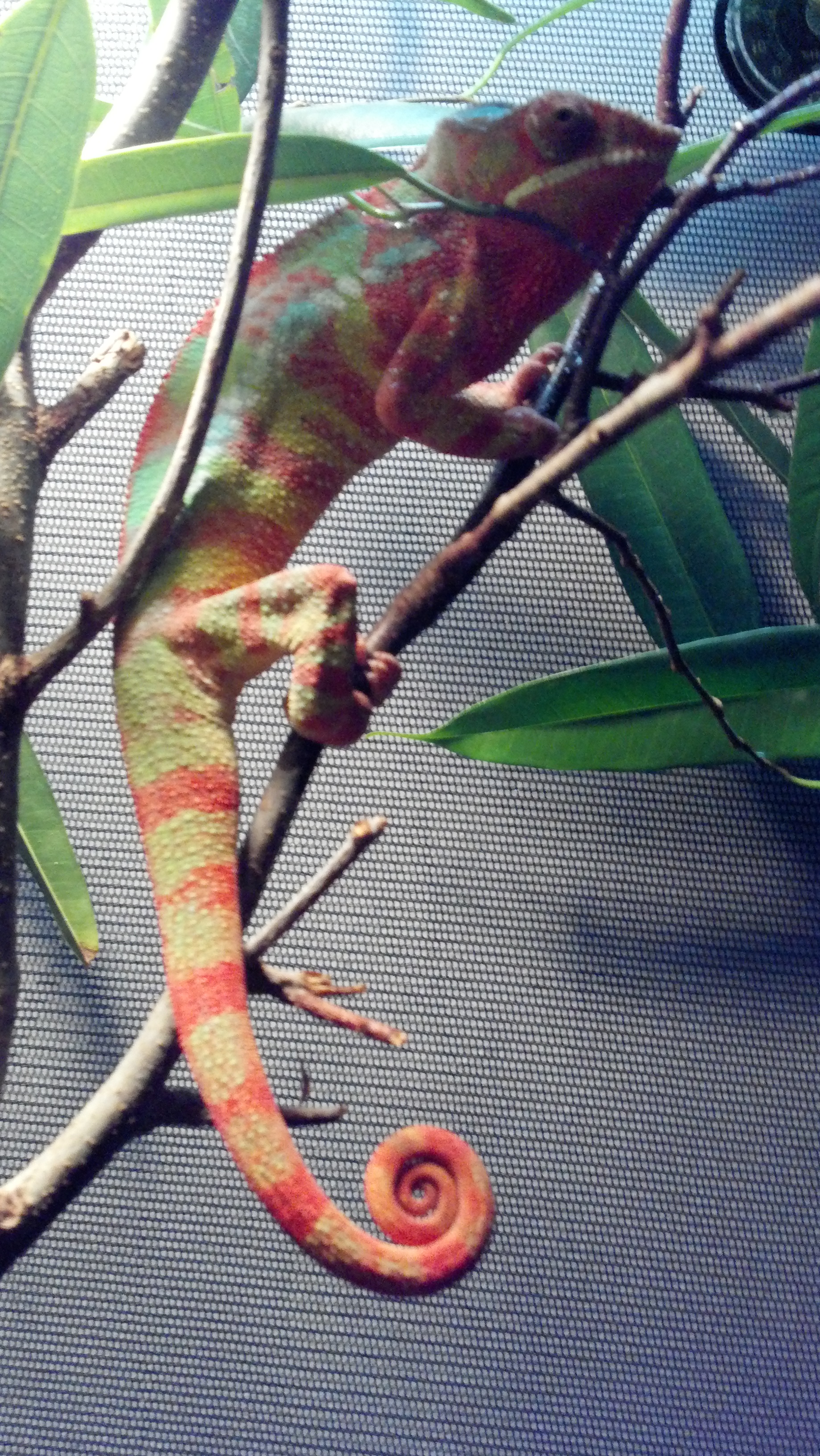 Red Barred Panther Chameleon