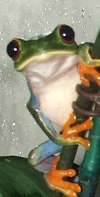 red eye tree frog