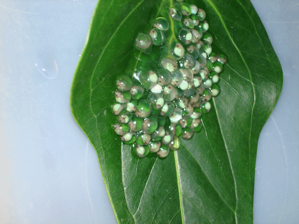 Red Eyed Tree Frog Eggs