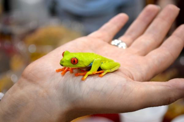 Red Eyed Tree Frog