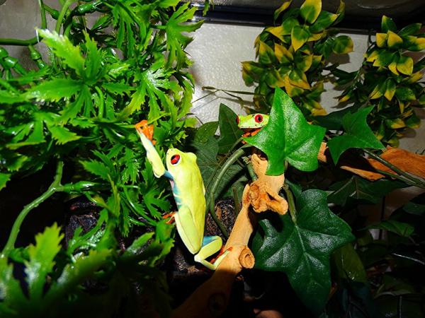 Red eyed tree frog