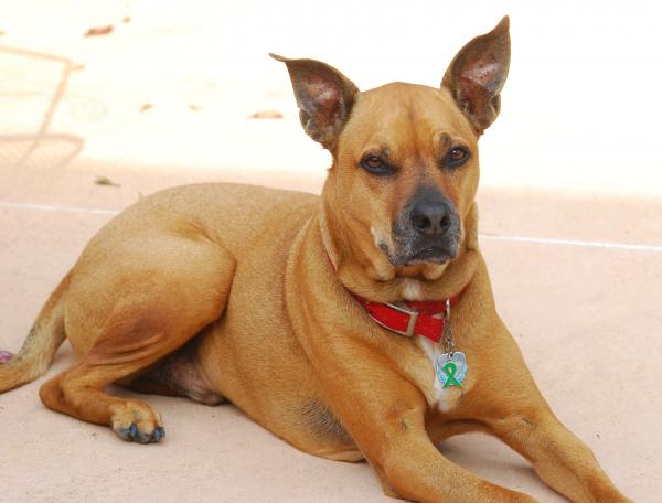 Red Just shy of 11 years old  3/31/13   #612