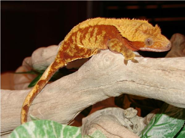 Red/Orange Harlequin Female Named Brocadia.