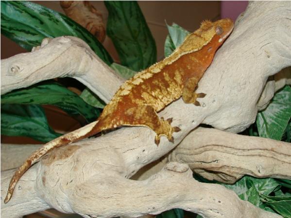 Red/Orange Harlequin Female Named Lola.