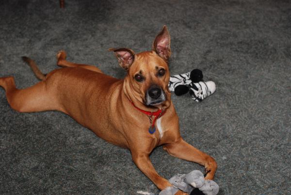 Red playing with his toys