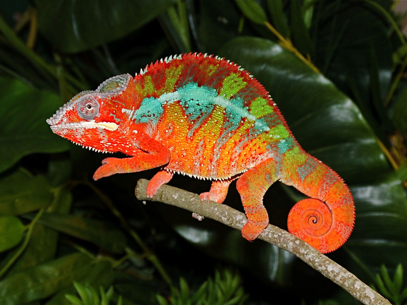 Red Rock......furcifer Pardalis