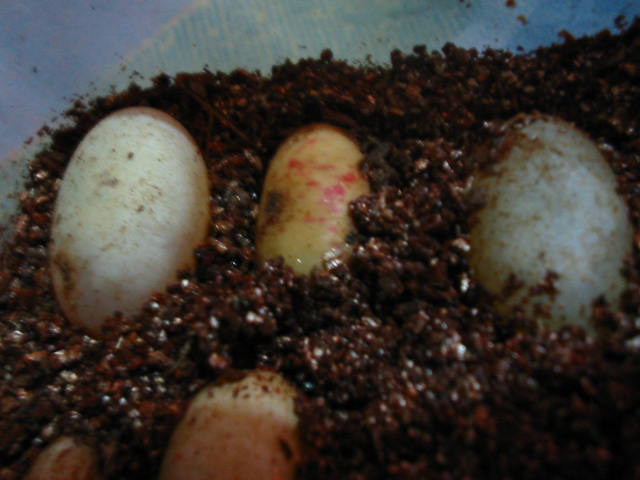 Red Spot On Veiled's Eggs