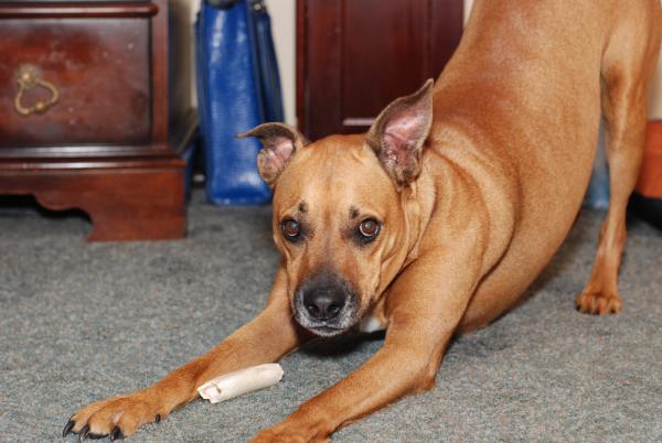 Red with his bone
