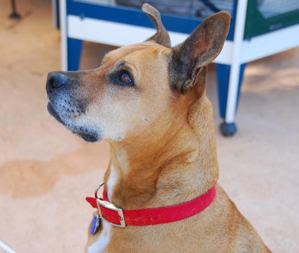Red's 10th Birthday 4/1/12  #020