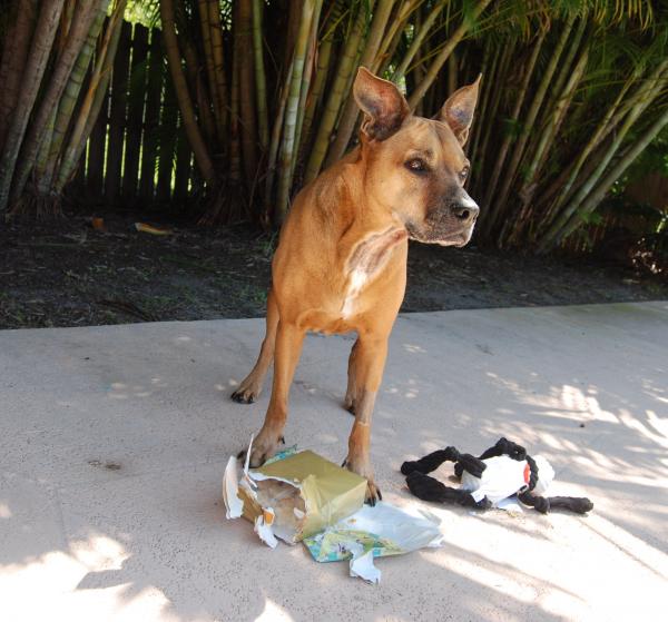 Red's 12th birthday 4/1/14   #118