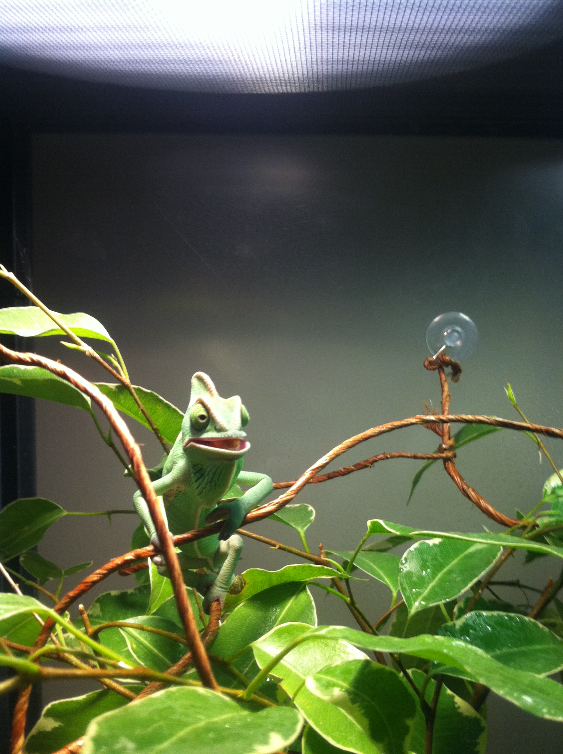 Reggie - Butterworms