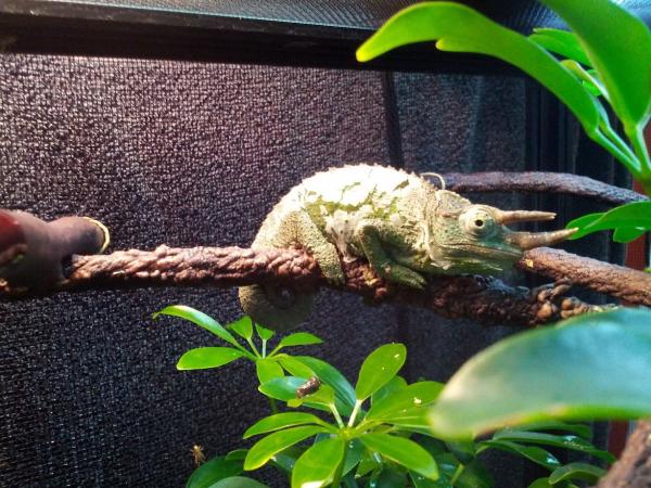 Reggie shedding