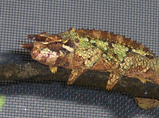 Reishi (male Werner's chameleon)