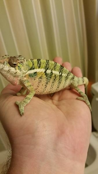 Remy showing colors