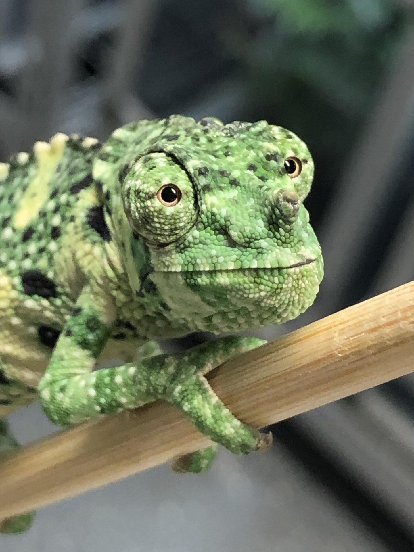 Renoir the Melleri Chameleon