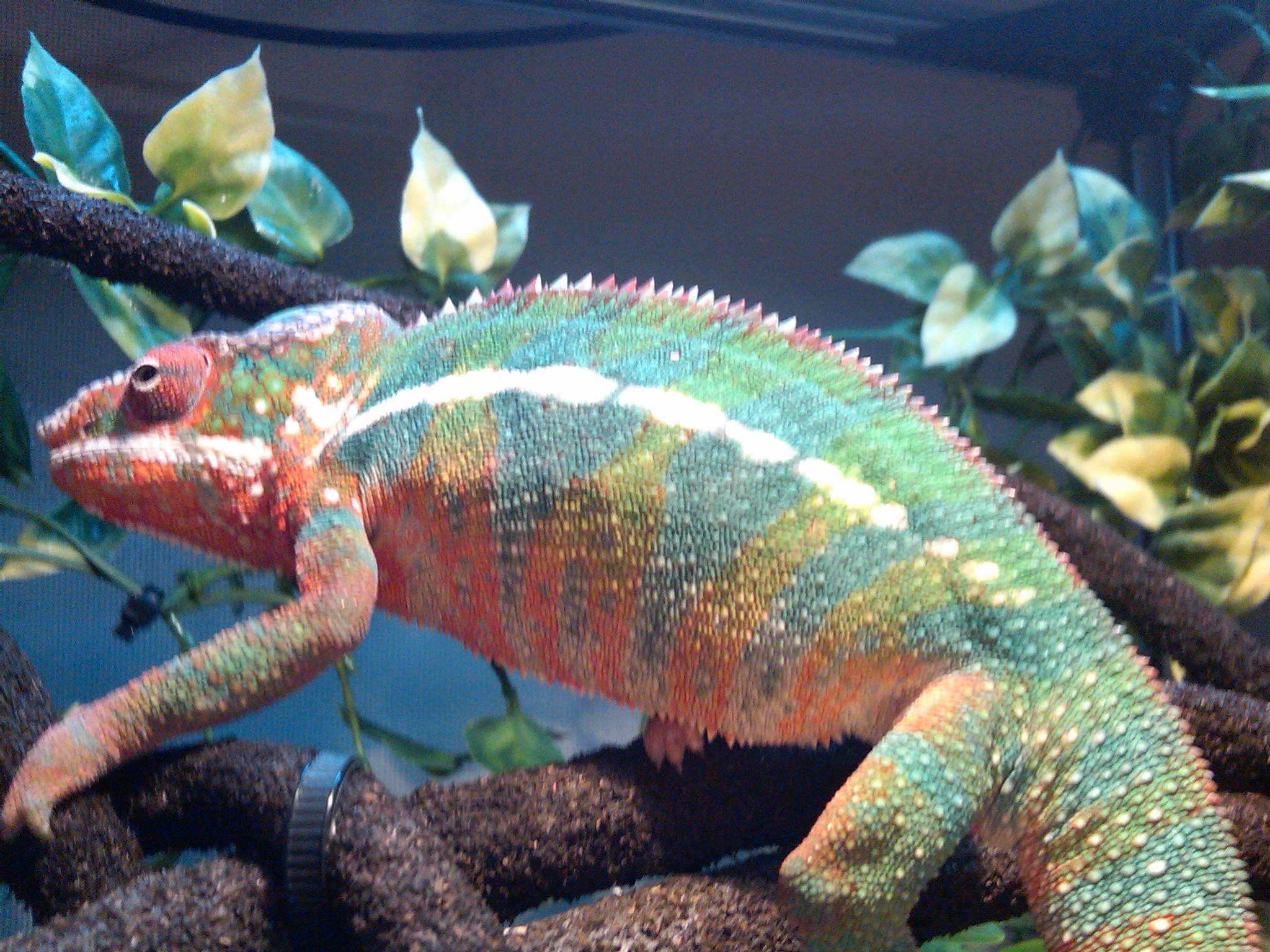 Reptar P.o.'d
