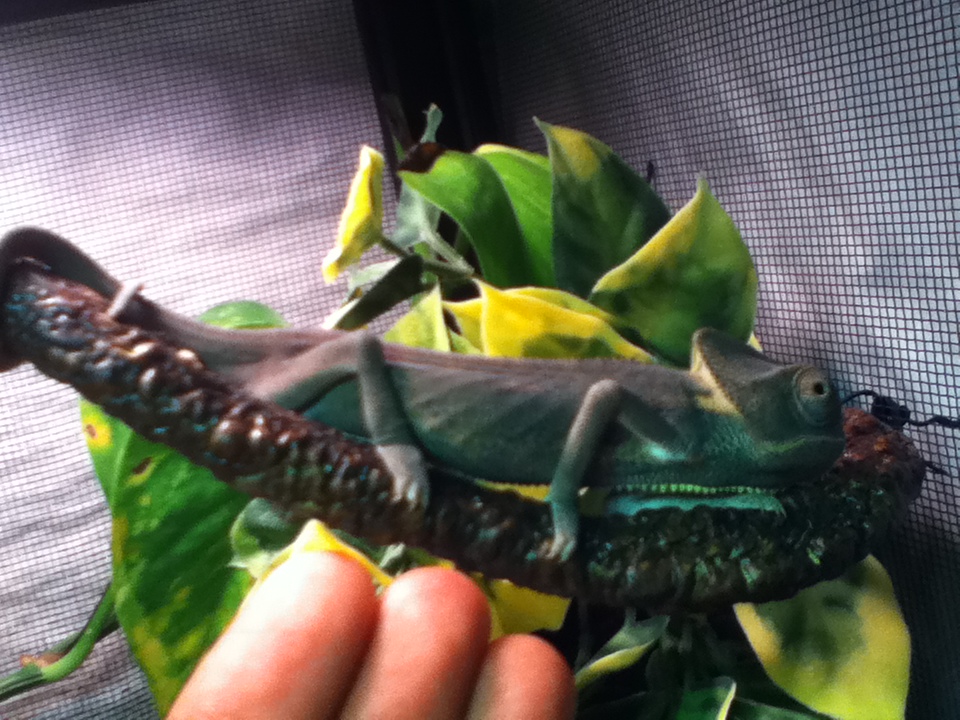 Reptar Trying To Hide