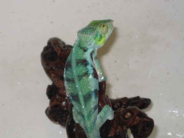 Reptiles Nov 2010 Shower time