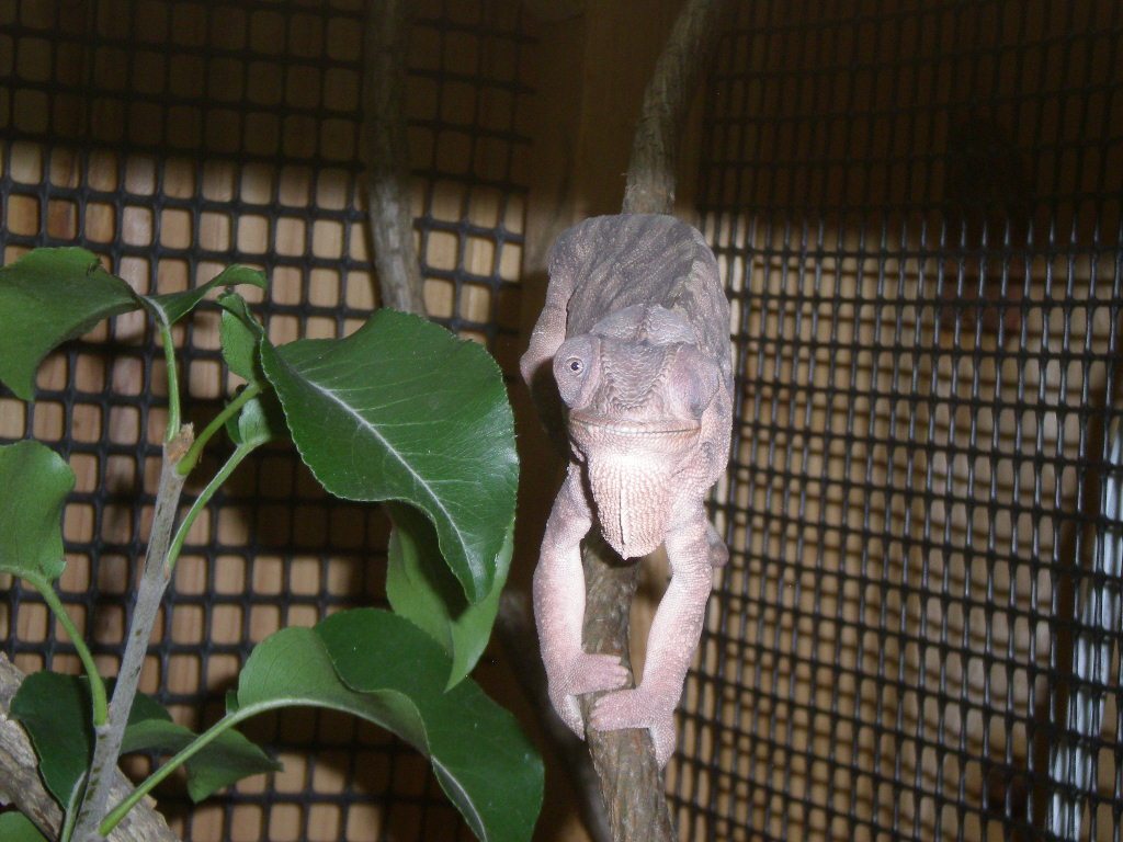 Rescue Female