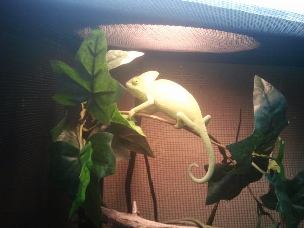 rescued female veiled staring to grow and look good.