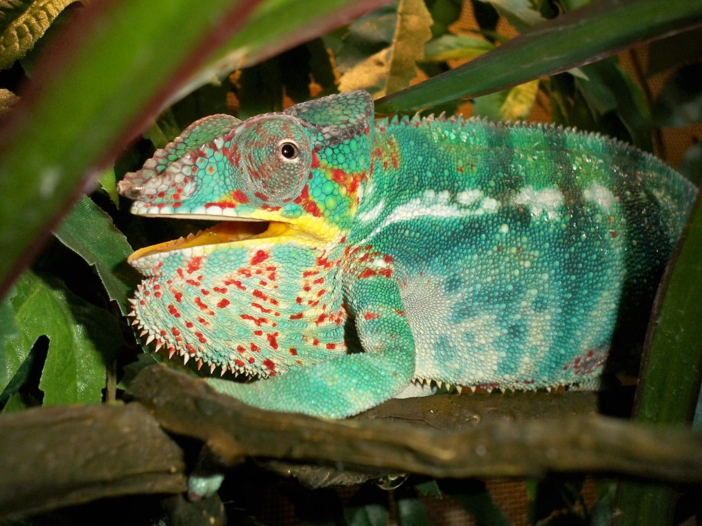 Rest In Peace My Beautiful Blue Boy Simba!