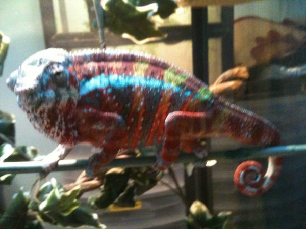 retired ambilobe male