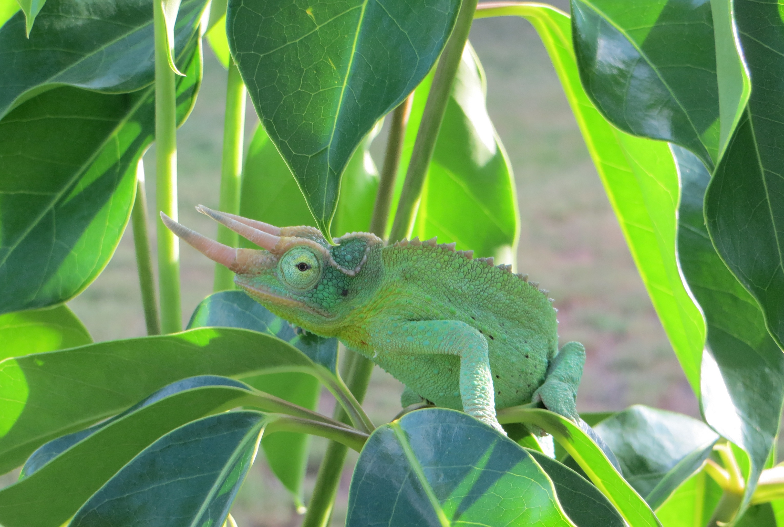 Rex Enjoying The Texas Morning