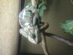 Rex, my 10 month old male veiled chameleon
