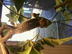 Rex, my male veiled chameleon at 8 months hanging upside down