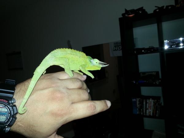 Rex on hand[1]
