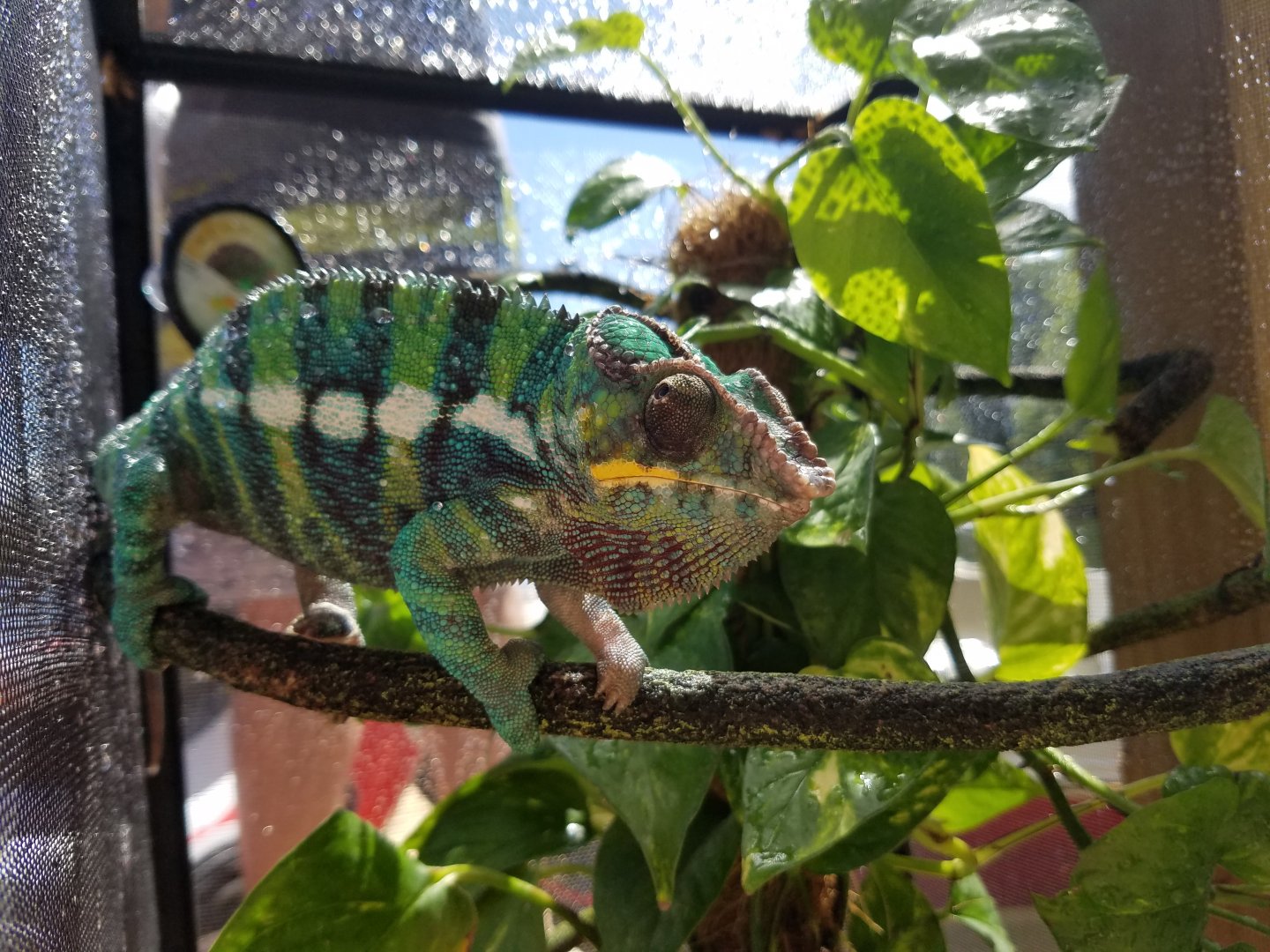 Rex soaking up the sun.