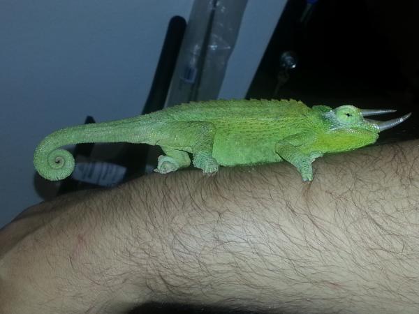 Rex walking arm[1]