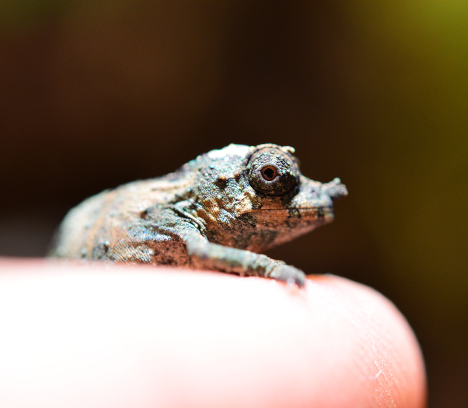 Rhampholeon Acuminatus - Captive Born Baby - Canvas Chameleons (11)