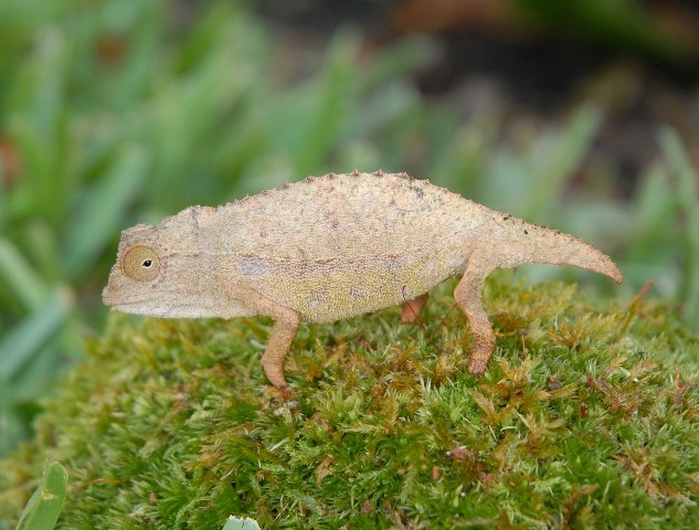 Rhampholeon Brevicaudatus