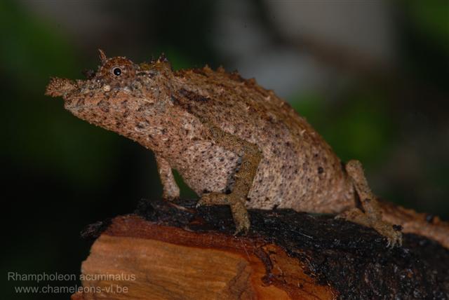 Rhampholeon (rhinodigitum) Acuminatus