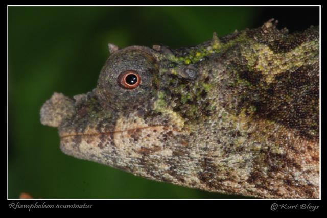 Rhampholeon (rhinodigitum) Acuminatus