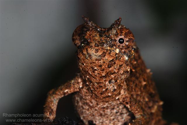 Rhampoleon Acuminatus15bsmall