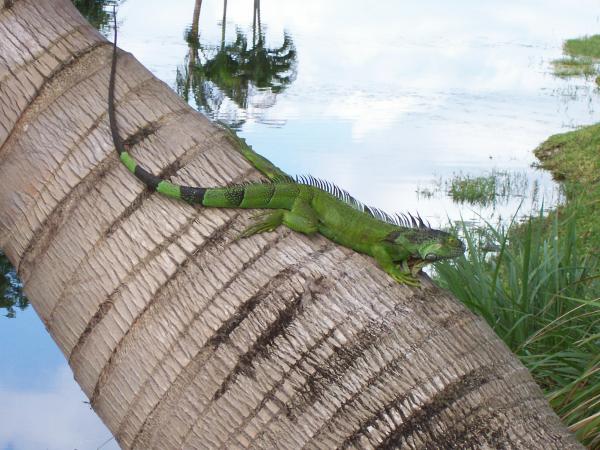 "Rick" the wild iguana in my backyard.