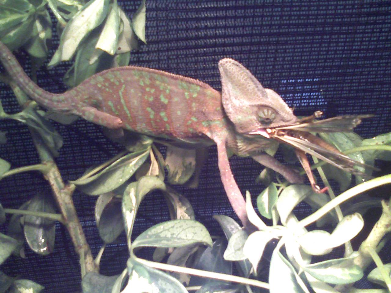 Ricky Destroyin A Locust