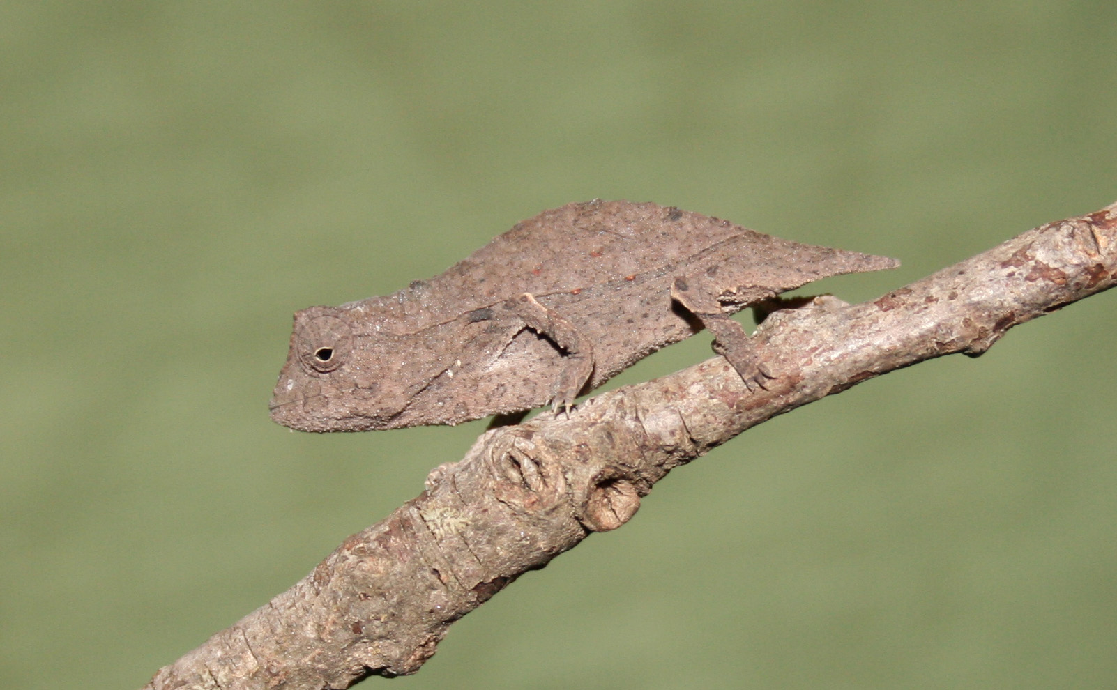 Rieppeleon Brevicaudatus - Young Female