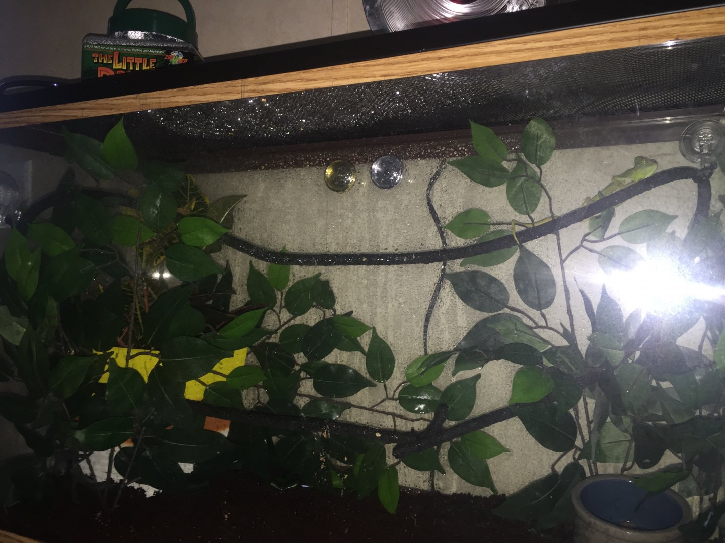 Right after a misting