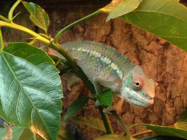 Right after first shed for me