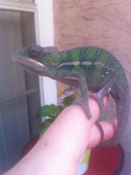 Right after he finished his first shed.. I brought him outside to wir his new skin in the real sun
