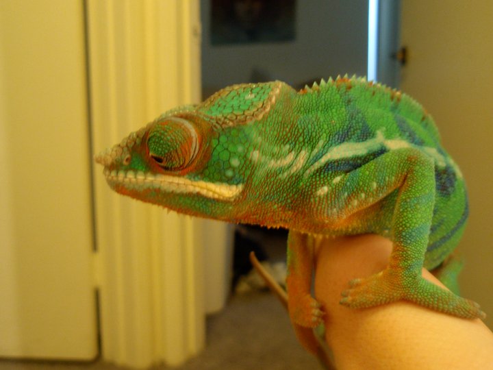 Rip Boski August 2007 - November 2010