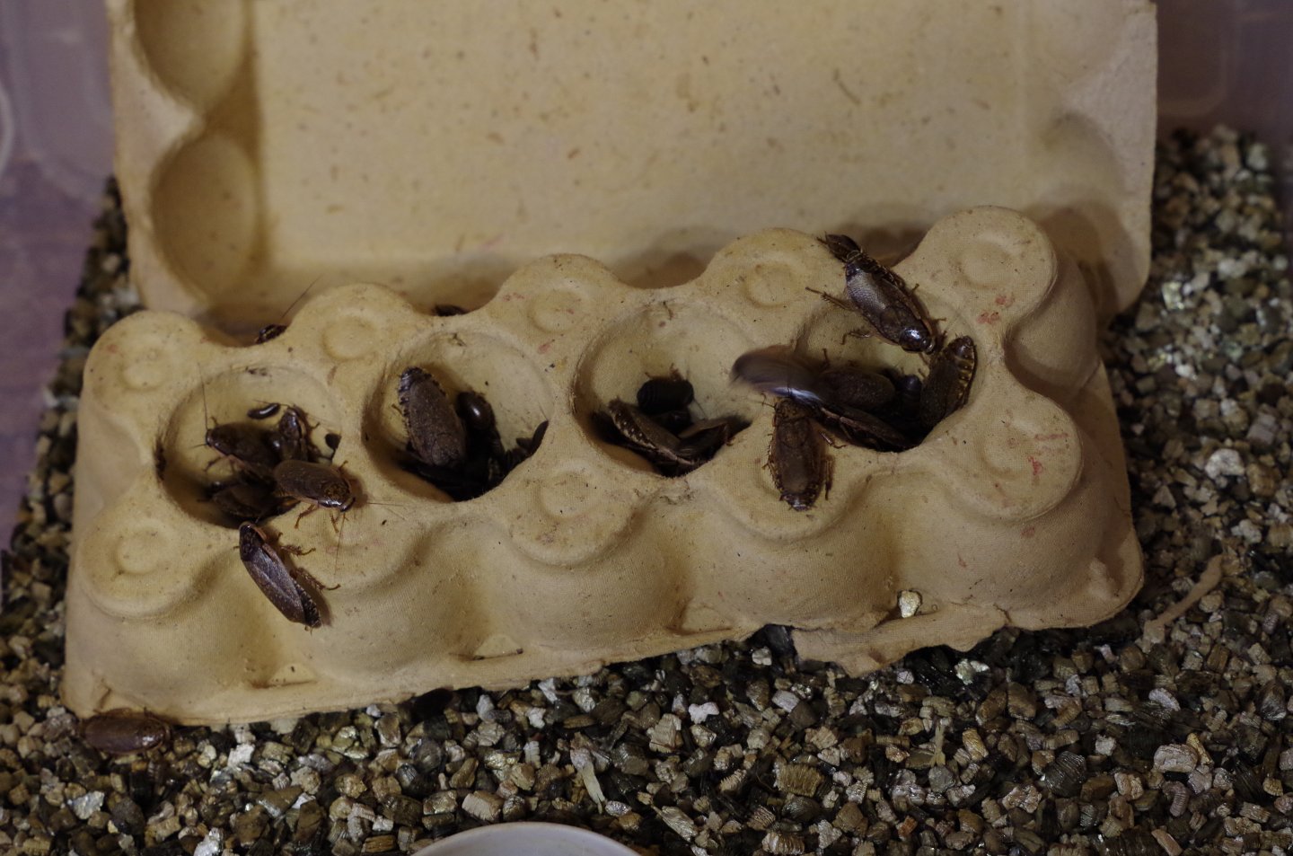 roaches