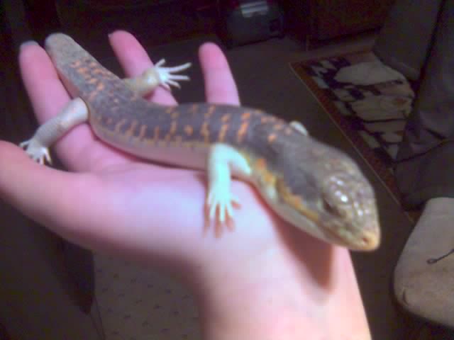 Rob my Schnieder Skink