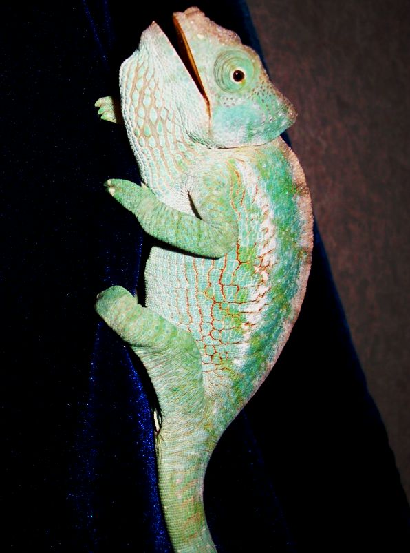 Roberta, my female Globifer